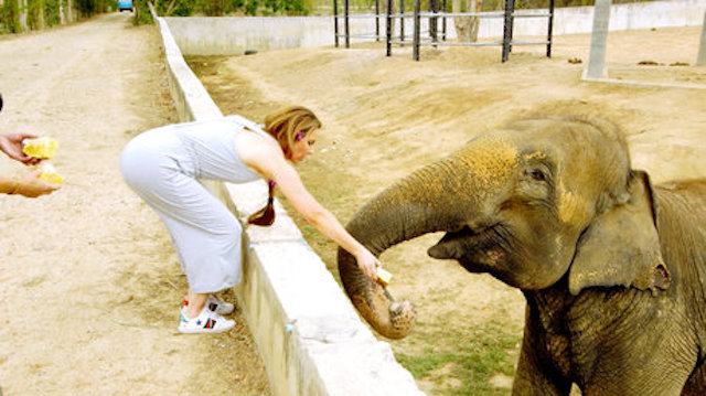 LeeAnne Locken Elephants