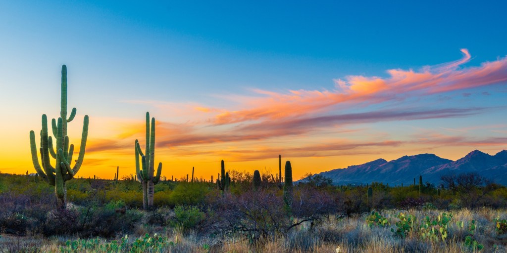 Cacti in Arizona 